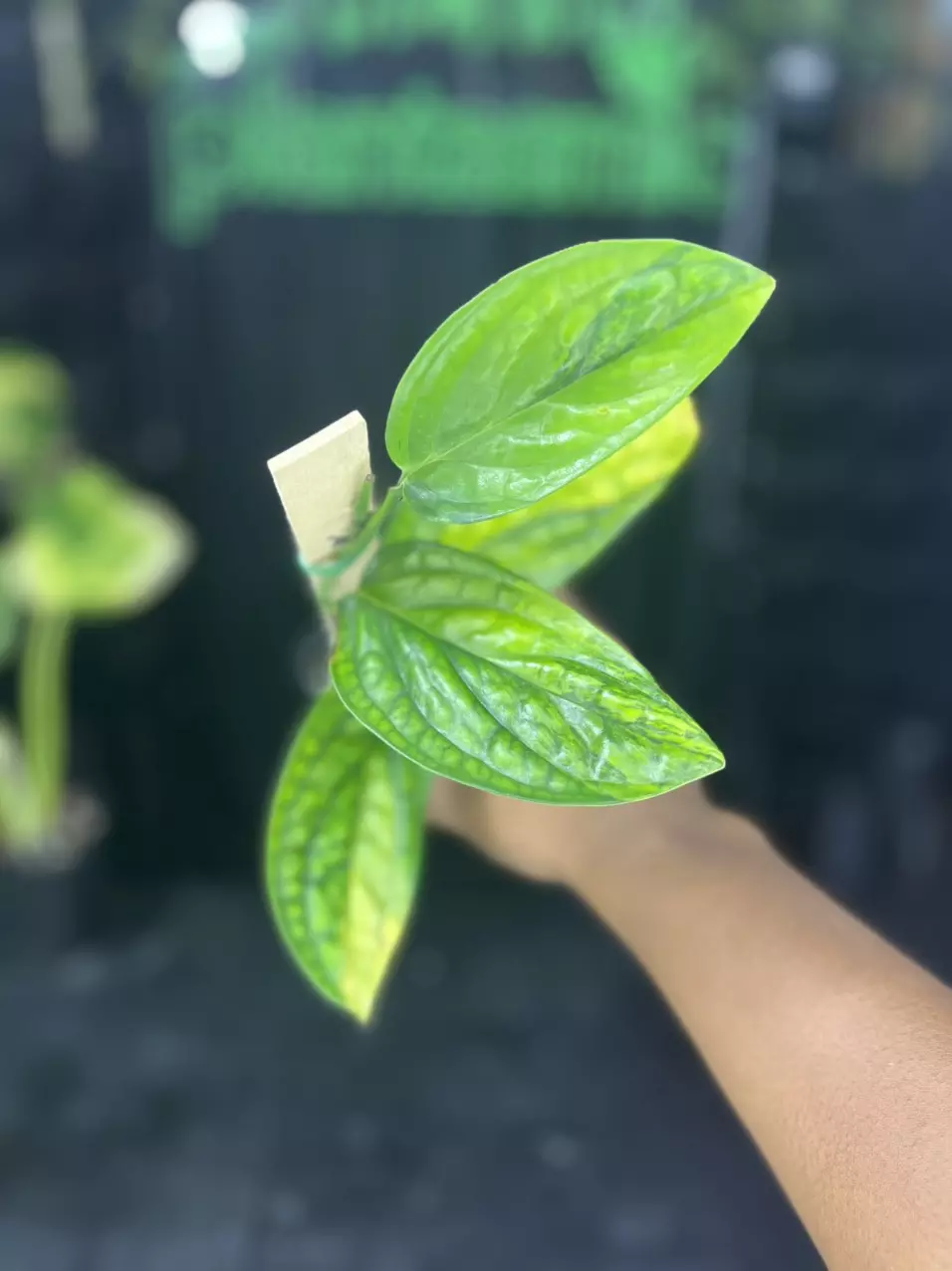 plant/1649 Monstera Perú Variegated-0