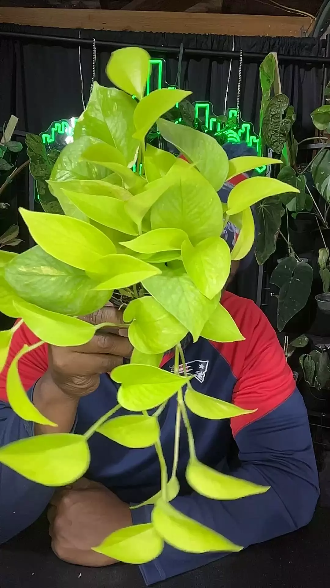 plant/1662 pothos neon-0