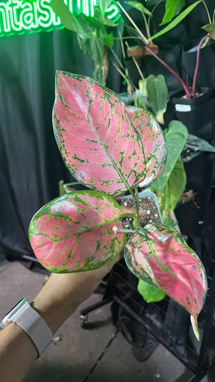 plant/aglaonema pink-0