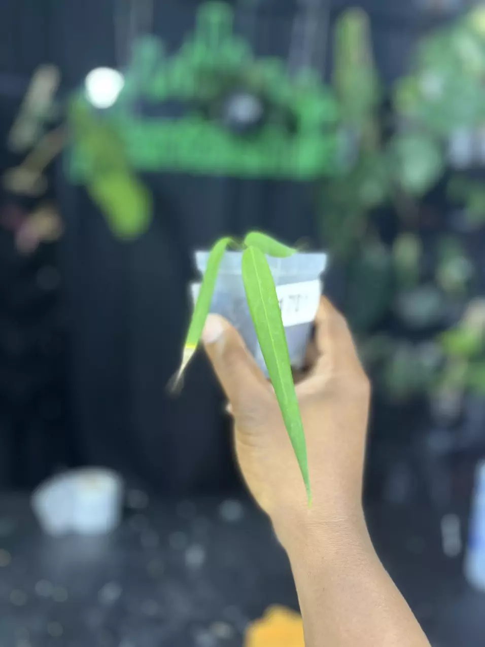 plant/1701 Anthurium Wendlingeri-0