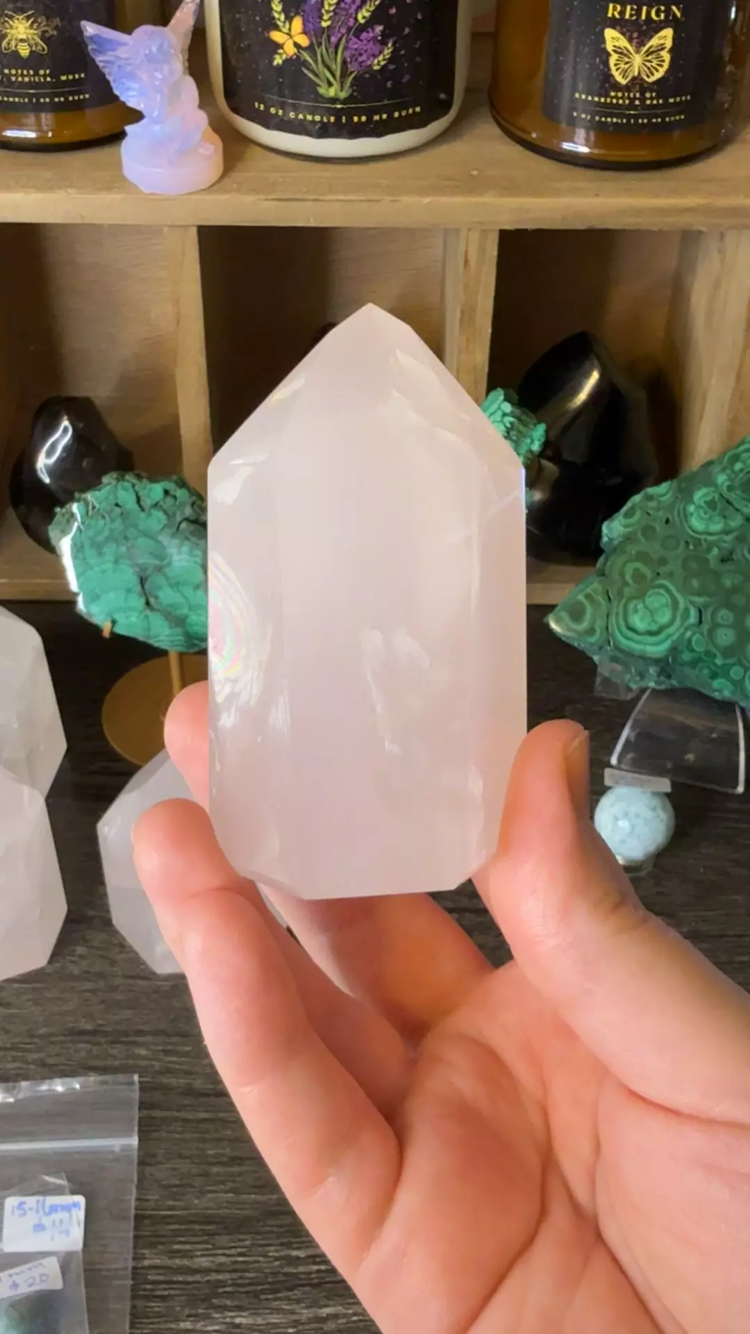 plant/$42 | Rosie Girasol 42C-0