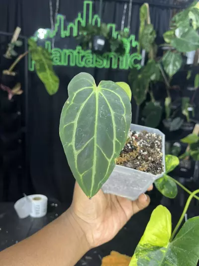 plant/1705 Anthurium Carlablackiae-0-thumbnail