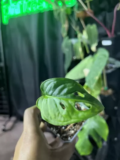 plant/1707 monstera Adansonii Aurea-0-thumbnail