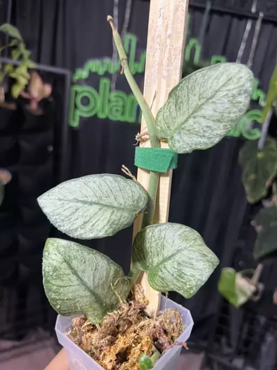 plant/1660 rhaphidophora hongkongensis variegated-0-thumbnail