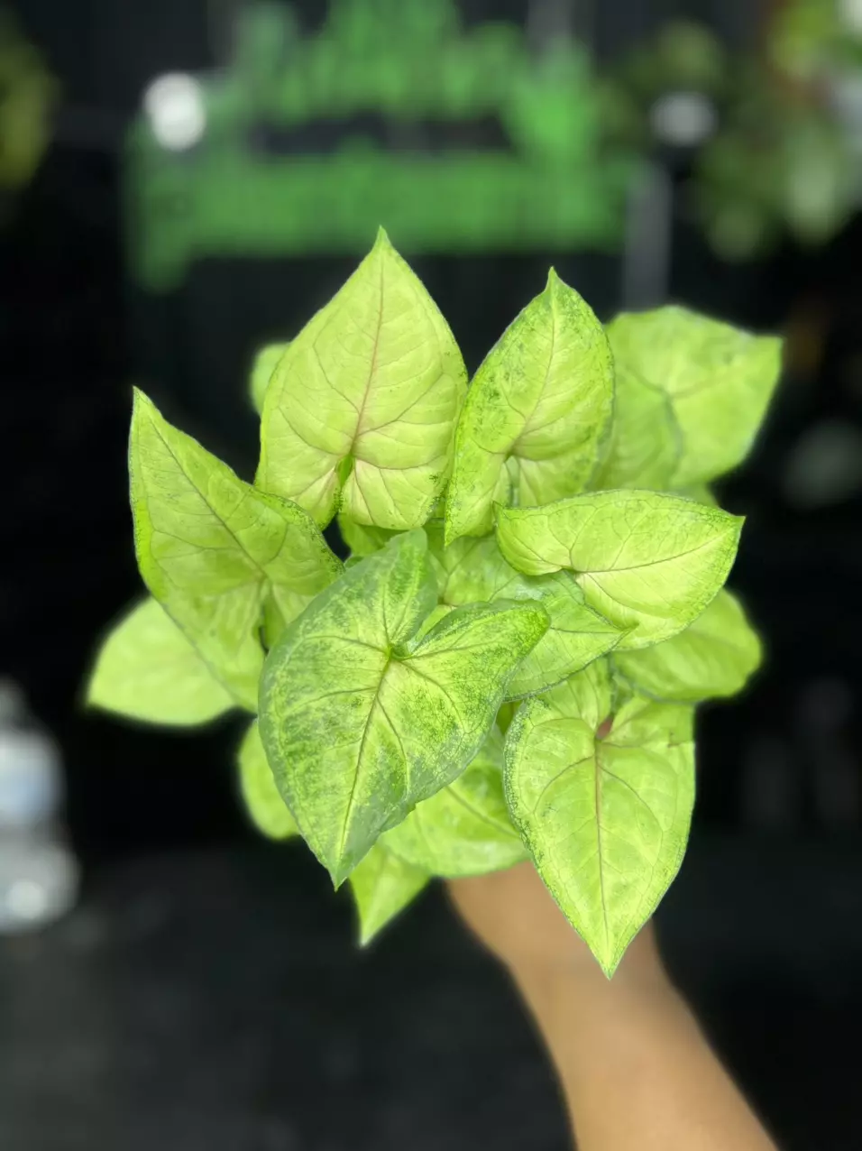 plant/1664 Syngonium Pink Allusion-0