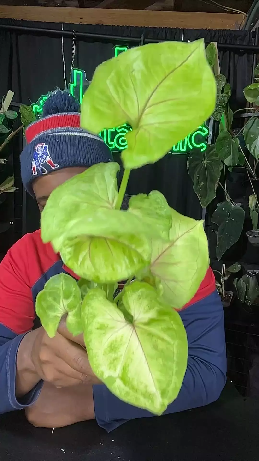 plant/1670 Syngonium Kiwi Delight-0