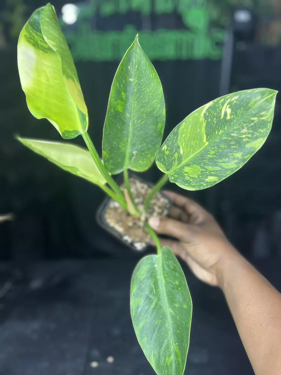 plant/1635 Philodendron Green Congo Nuclear-0