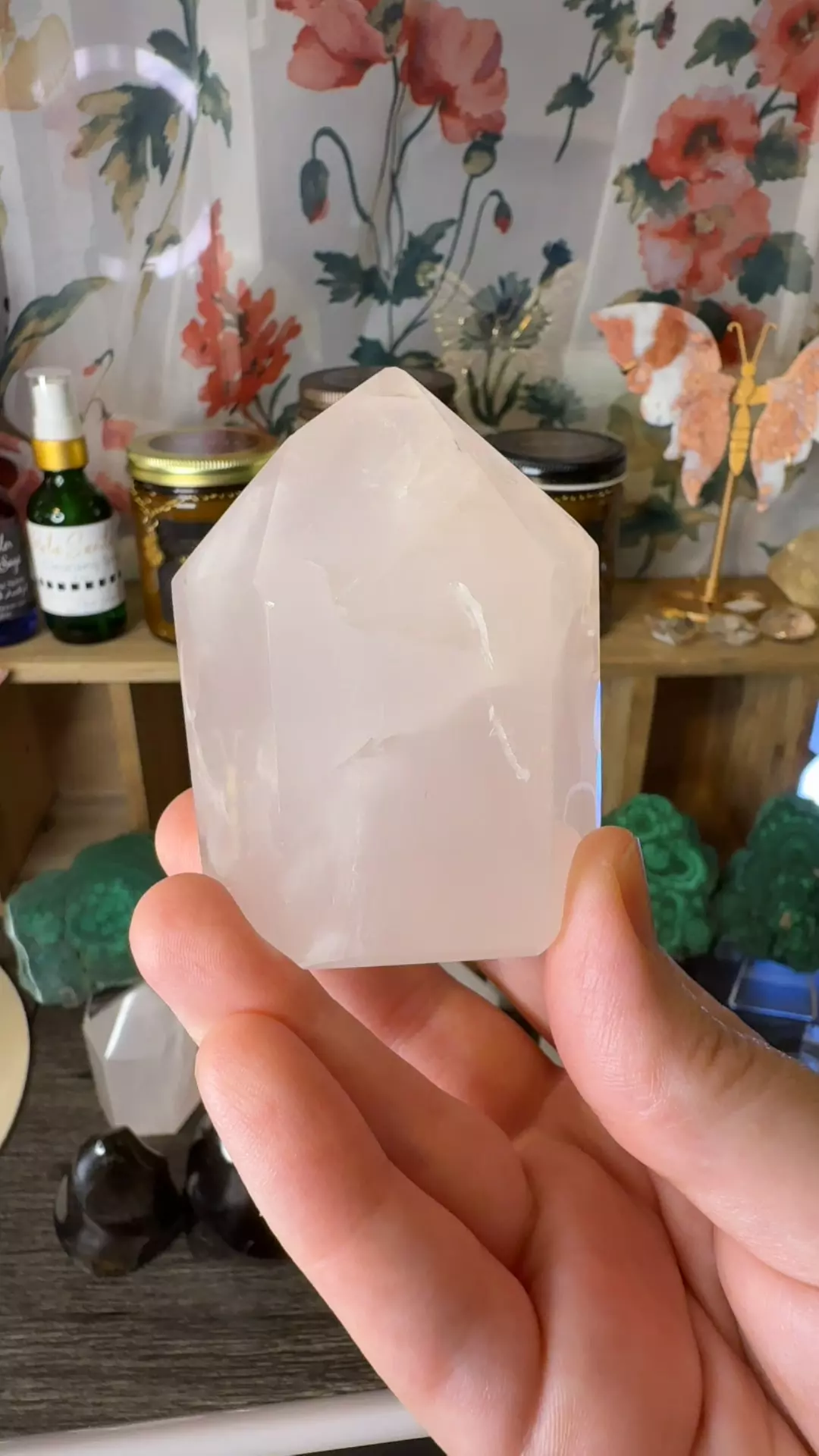 plant/$40 | Rosie Girasol 40B-0