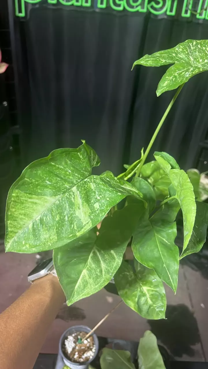 plant/1688 Syngonium Panda Galaxy-0