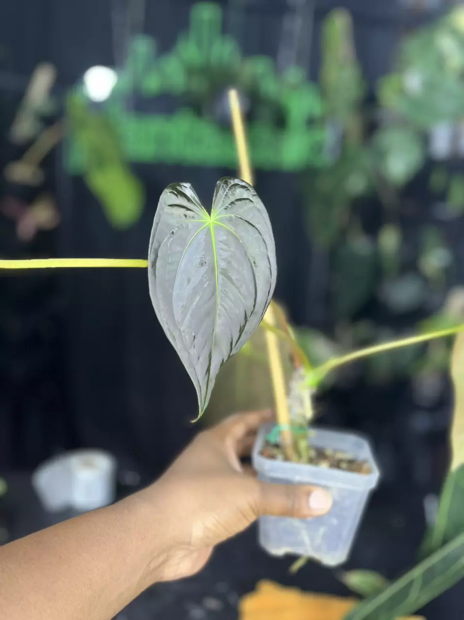 plant/1702 Anthurium Papillaminum Dark-0