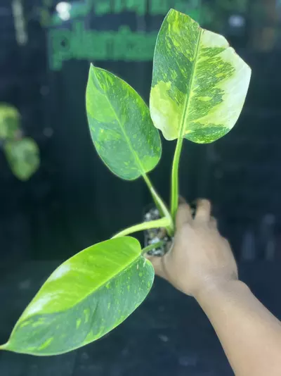 plant/1650 philodendron Green Congo Variegated-0-thumbnail