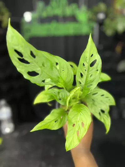 plant/1666 Monstera Adansonii-0-thumbnail