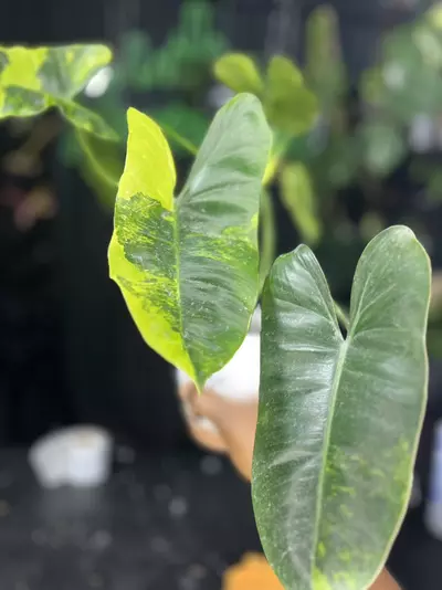 plant/1704 Philodendron Burle Marx Variegated-0-thumbnail