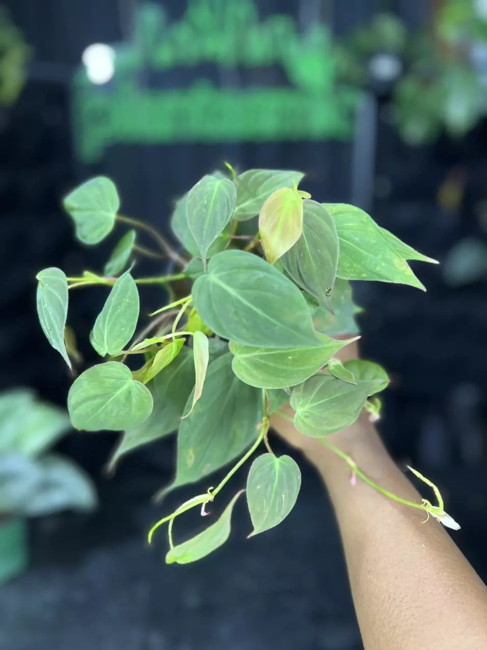 plant/1667 Philodendron Micans-0