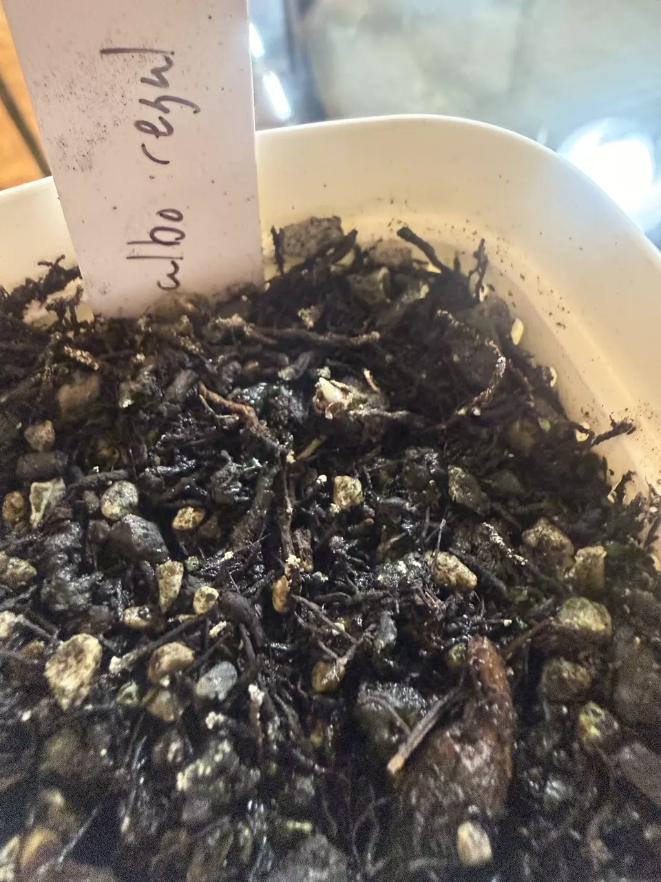 plant/alocasia Regal Shields Albo CORM-0