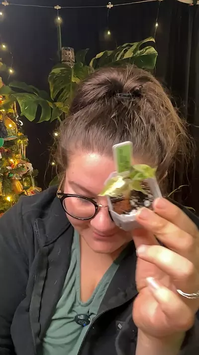 plant/Polly aurea 0201-0-thumbnail