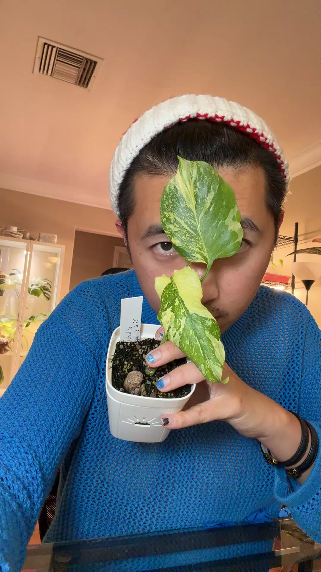 plant/monstera electrolyte prop-0