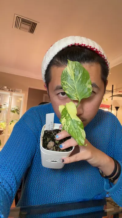 plant/monstera electrolyte prop-0-thumbnail