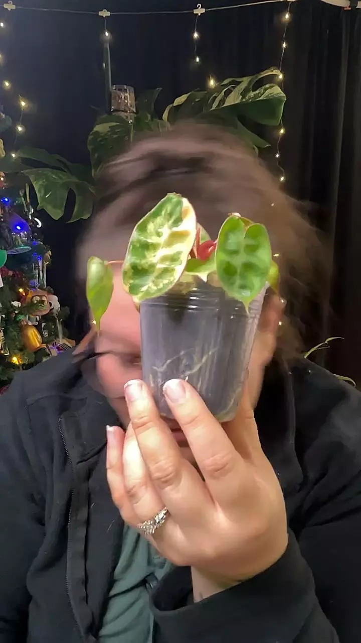 plant/var Billie 0136-0