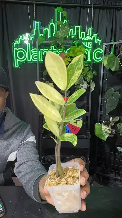 plant/variegated zz-0-thumbnail