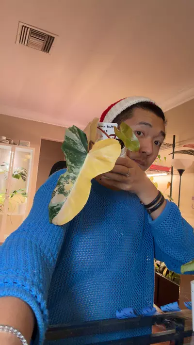 plant/brown beauty small plant-0-thumbnail