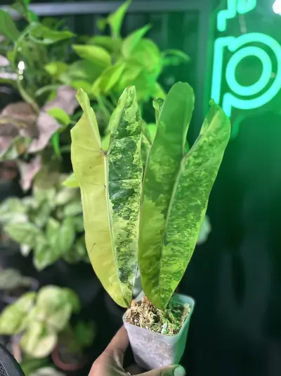 plant/Philodendron Billietiae Variegated-1-thumbnail