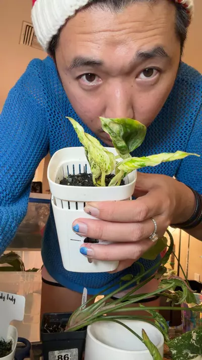 plant/Teruno pothos ‘Love Song’-0-thumbnail