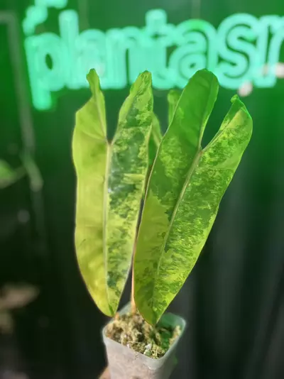 plant/Philodendron Billietiae Variegated-0-thumbnail