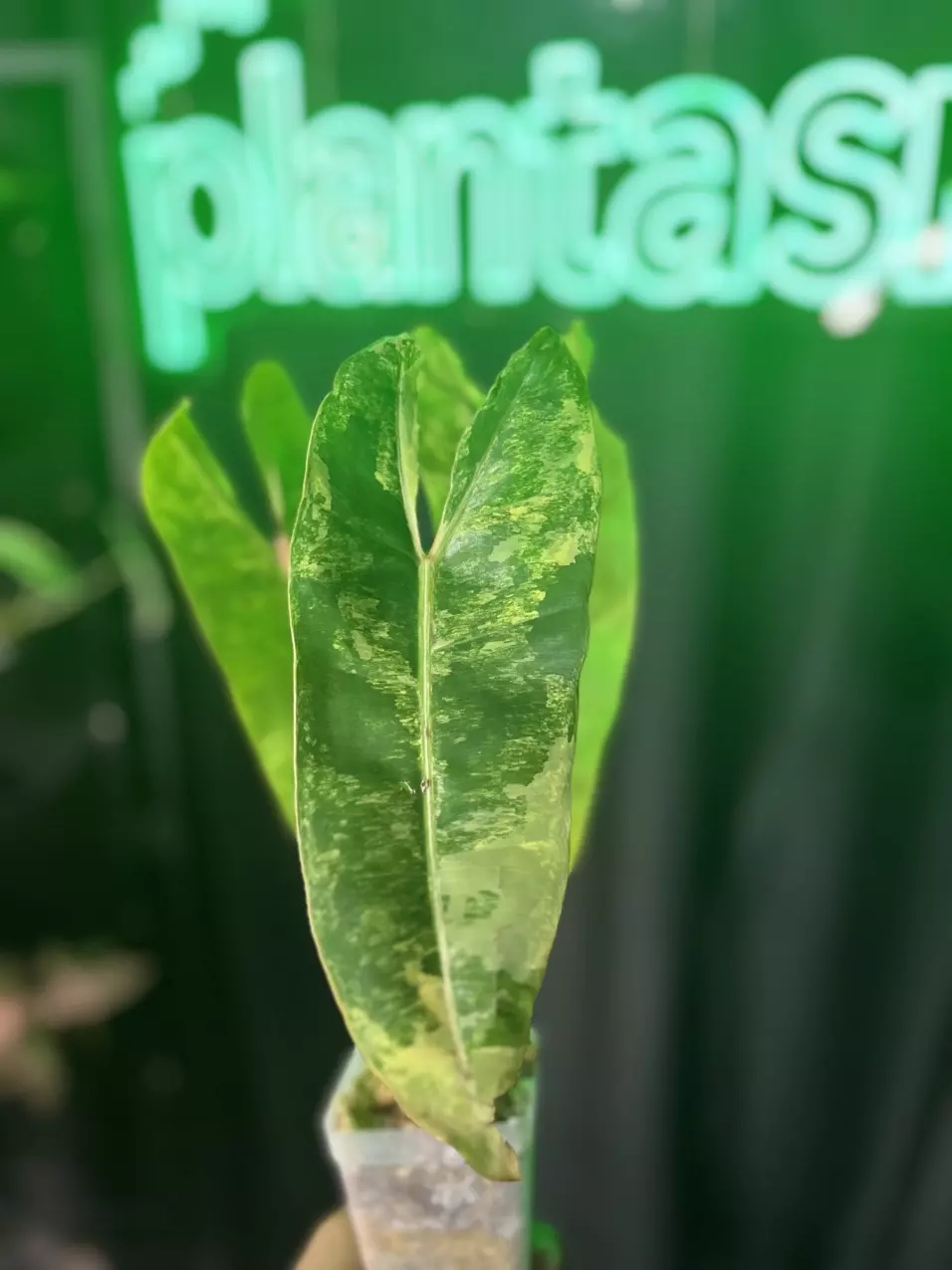 plant/Philodendron Billietiae Variegated-2