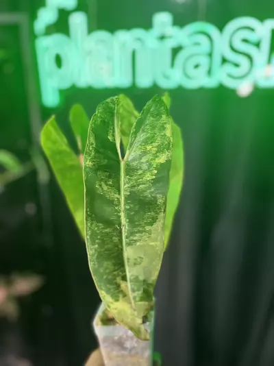 plant/Philodendron Billietiae Variegated-2-thumbnail