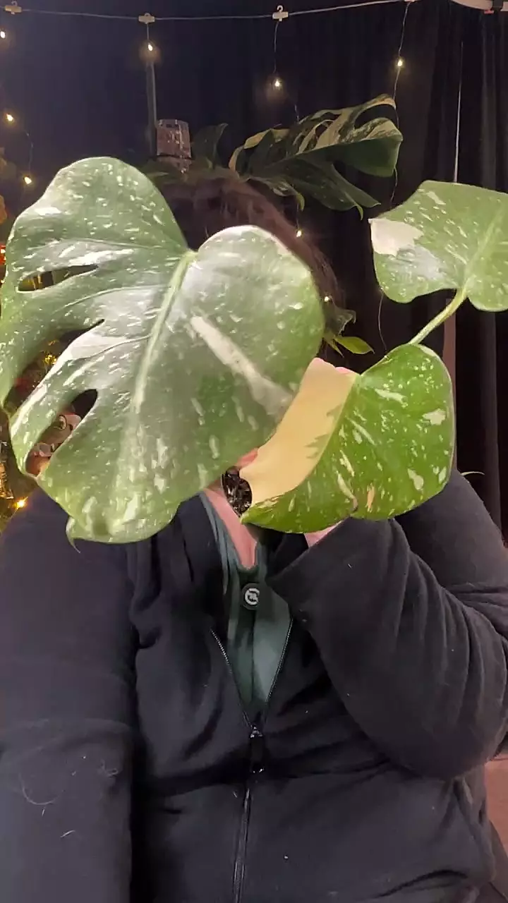 plant/thia legacy 0197-0