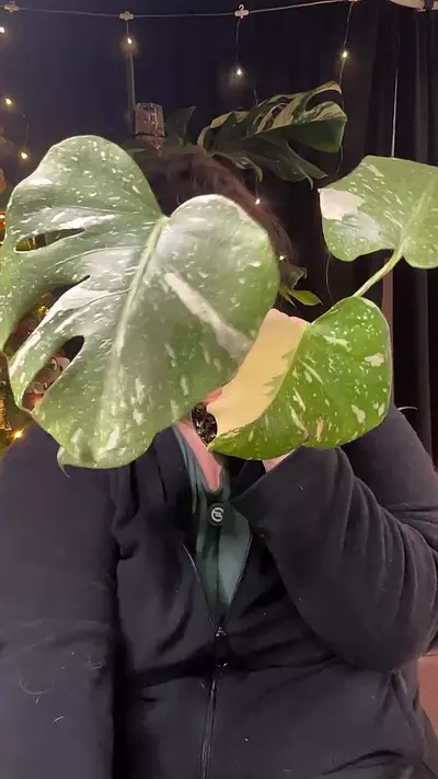 plant/thia legacy 0197-0-thumbnail