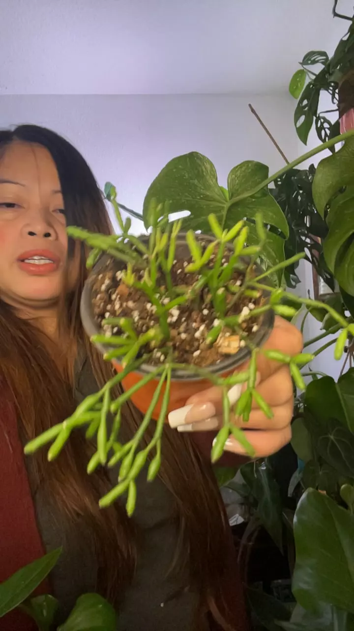 plant/string of succulents-0