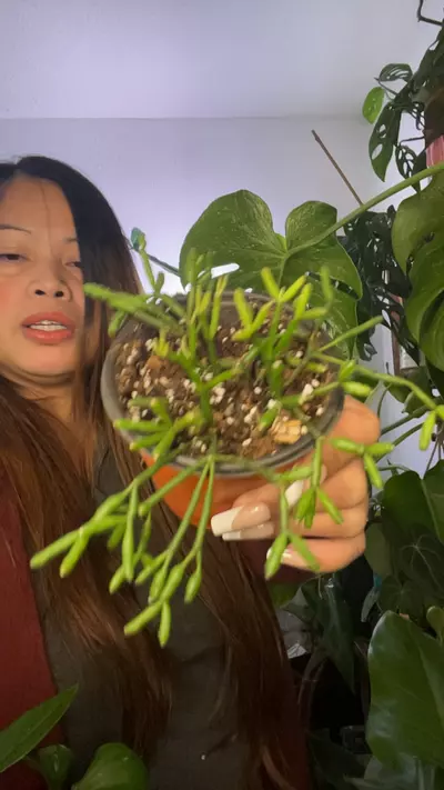 plant/string of succulents-0-thumbnail