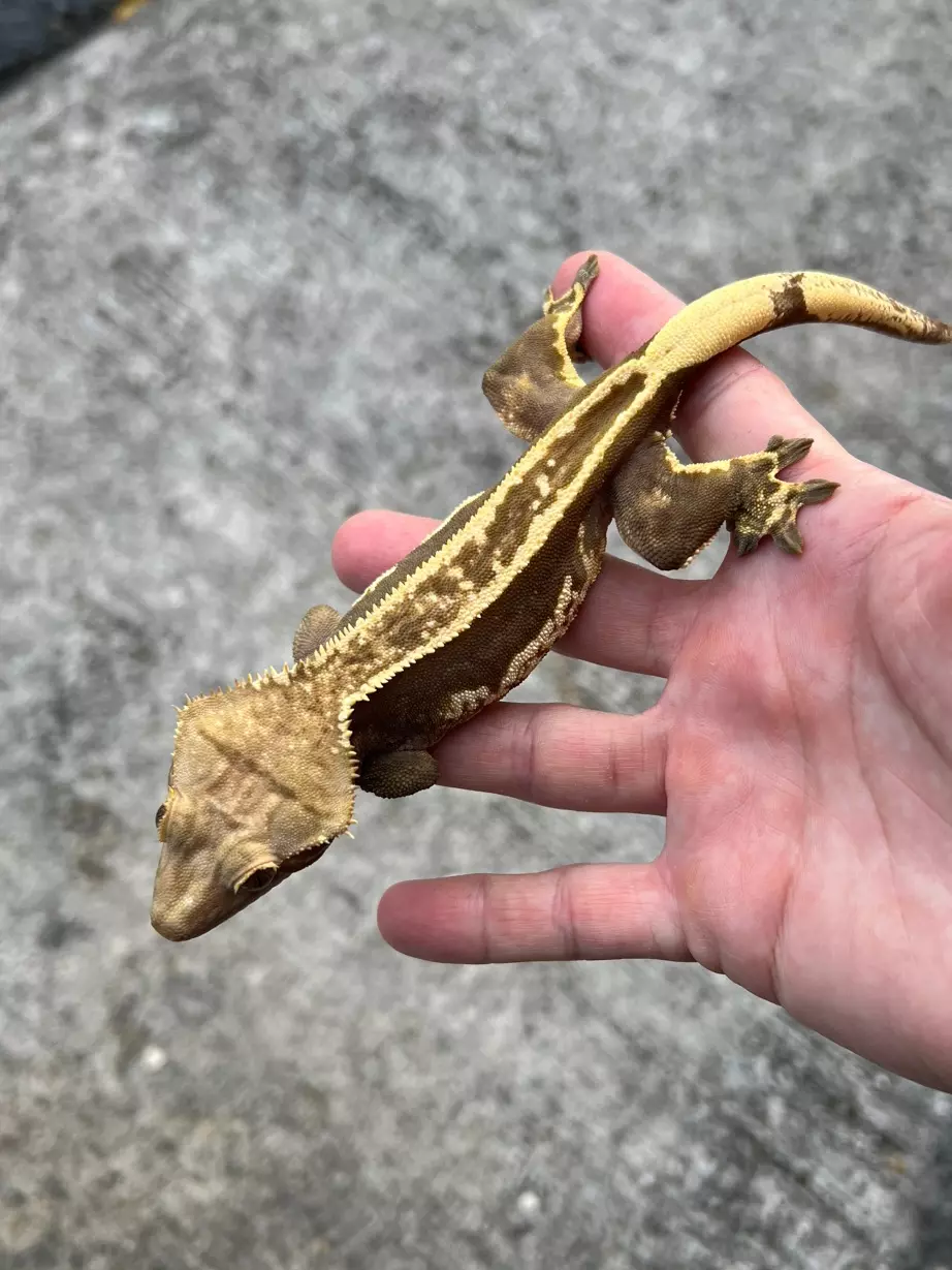 plant/Dark Super Empty Back White Out Soft Female (825CS24)-1