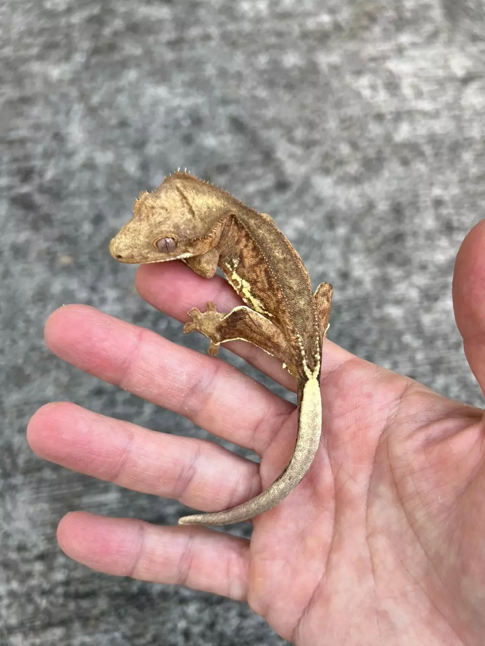 plant/GN Margin Line Phantom Lilly White Male (25CG-63)-1