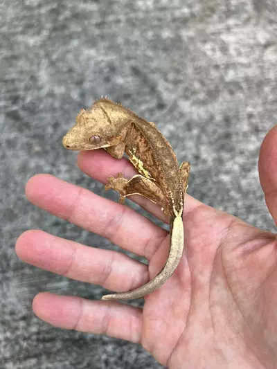 plant/GN Margin Line Phantom Lilly White Male (25CG-63)-1-thumbnail