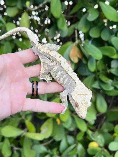 plant/Cream Harlequin Male (Echo)-1-thumbnail