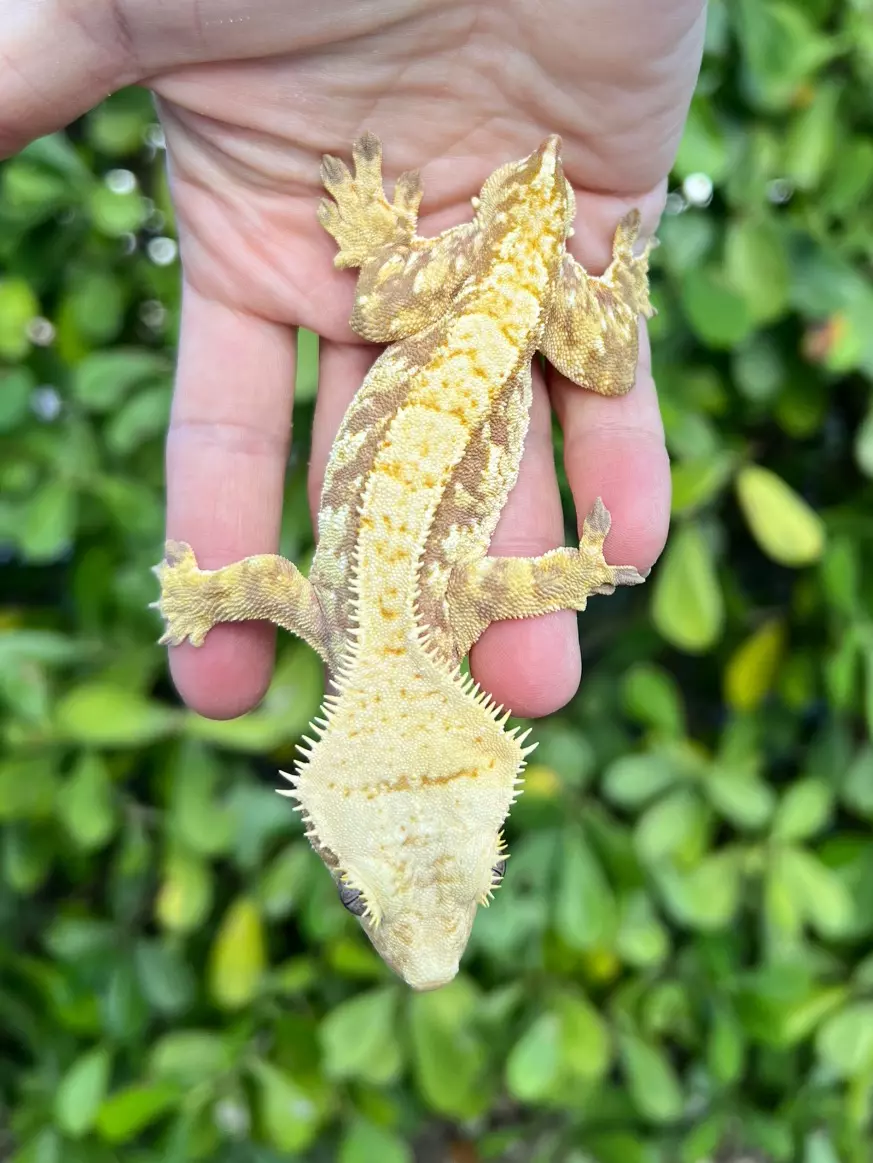 plant/Red Extreme Harlequin Male (MAG2)-1