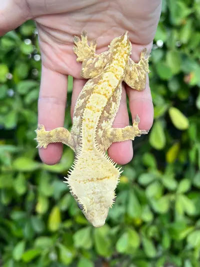 plant/Red Extreme Harlequin Male (MAG2)-1-thumbnail