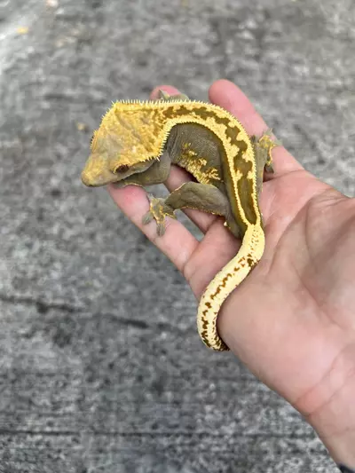 plant/Dark Empty Back Soft Male (763CS24)-0-thumbnail