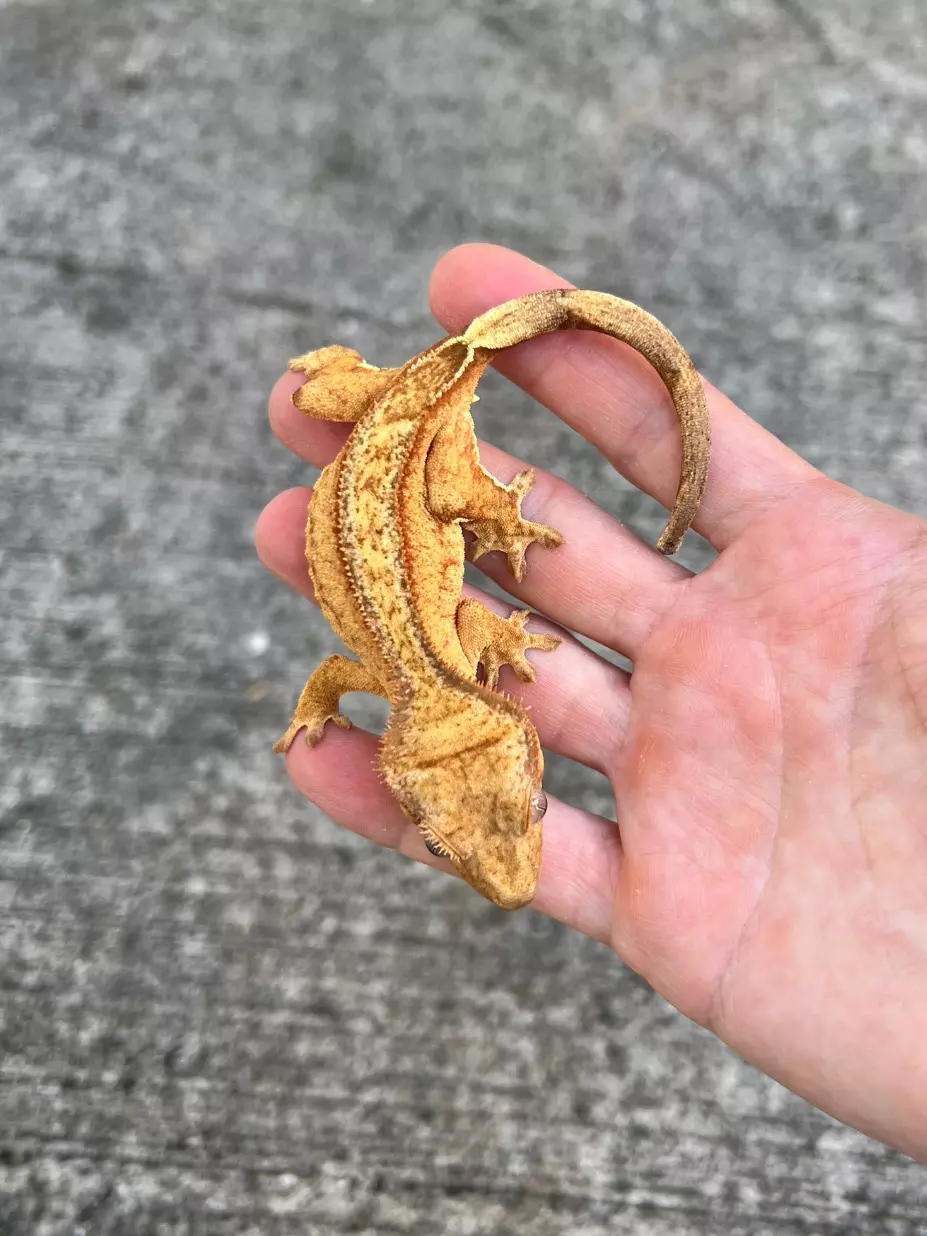 plant/GN Margin Line Phantom Female (25CG-61)-1