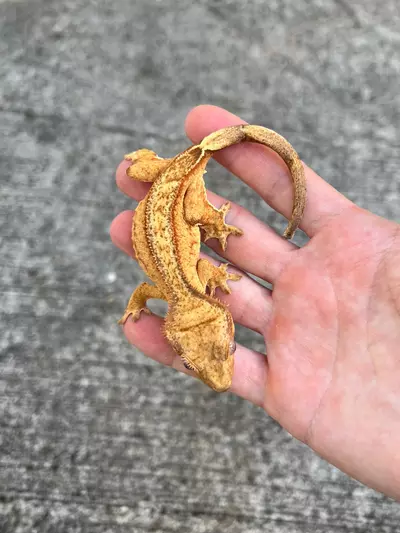 plant/GN Margin Line Phantom Female (25CG-61)-1-thumbnail