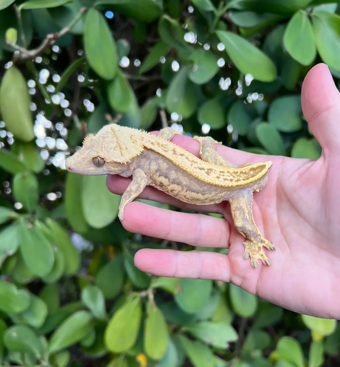 plant/Lavender Cream Empty Back White Out Soft Male (1031CS24)-0