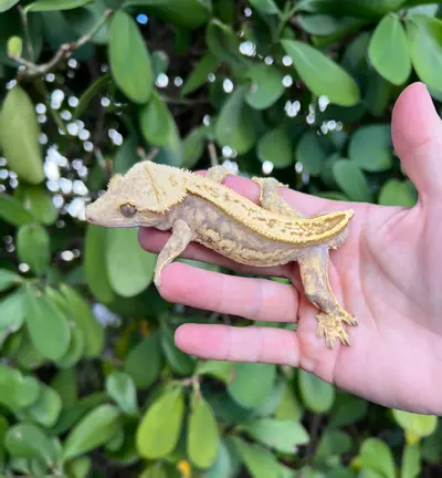 plant/Lavender Cream Empty Back White Out Soft Male (1031CS24)-0-thumbnail