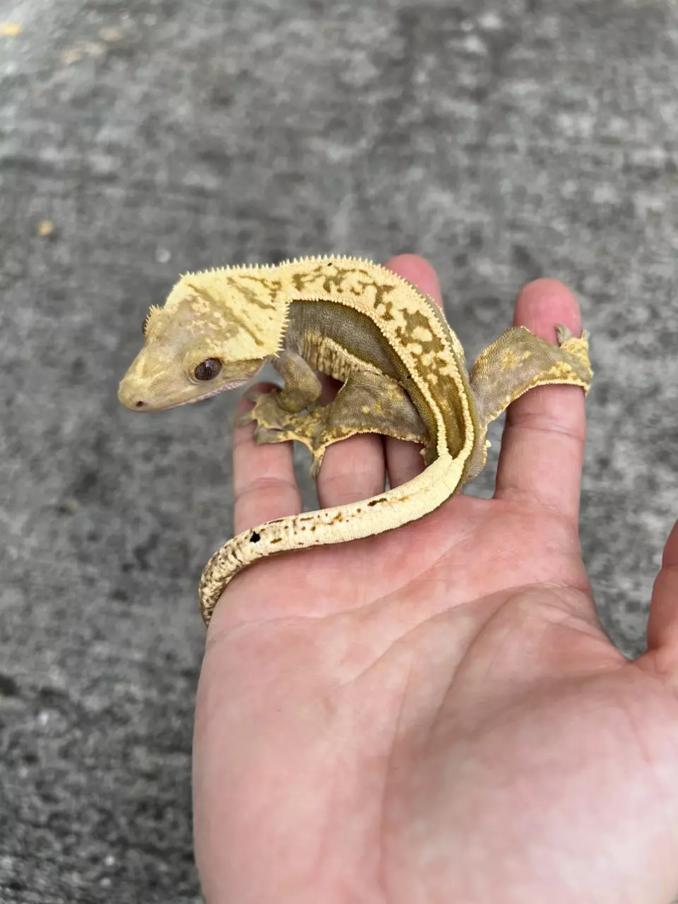 plant/Empty Back White Out Soft Male (1006CS24)-0