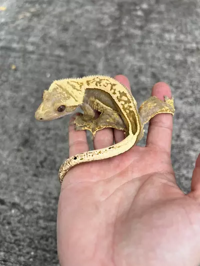 plant/Empty Back White Out Soft Male (1006CS24)-0-thumbnail