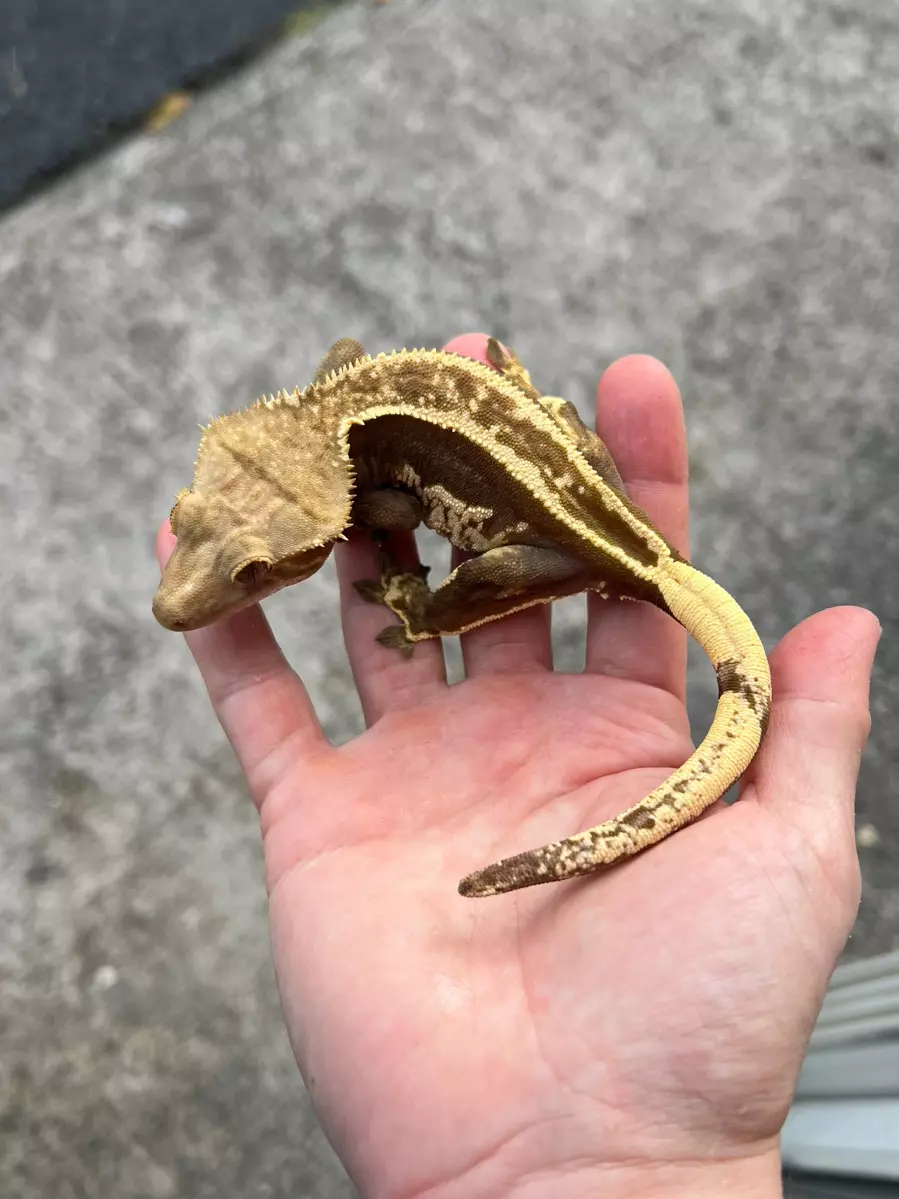 plant/Dark Super Empty Back White Out Soft Female (825CS24)-0