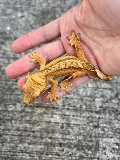 plant/GN Margin Line Phantom Female (25CG-61)-0-thumbnail