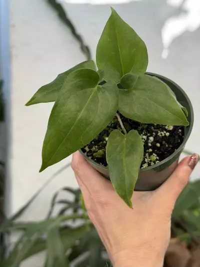 plant/4” Anthurium watermaliense-0-thumbnail